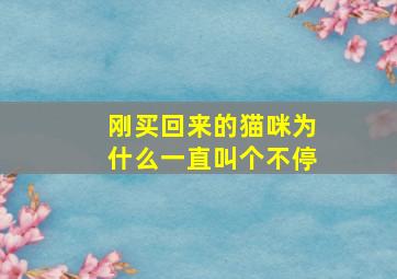 刚买回来的猫咪为什么一直叫个不停