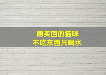 刚买回的猫咪不吃东西只喝水