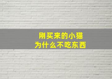 刚买来的小猫为什么不吃东西