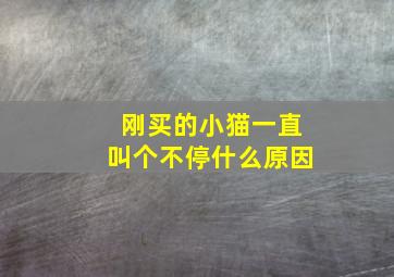 刚买的小猫一直叫个不停什么原因