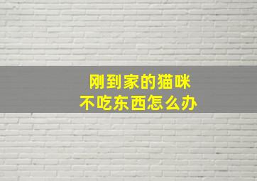 刚到家的猫咪不吃东西怎么办