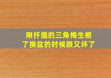 刚扦插的三角梅生根了换盆的时候跟又坏了