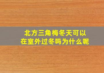 北方三角梅冬天可以在室外过冬吗为什么呢