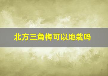 北方三角梅可以地栽吗