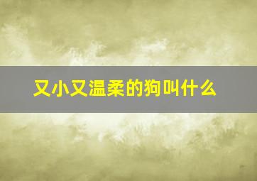 又小又温柔的狗叫什么