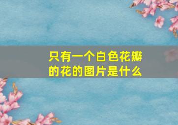 只有一个白色花瓣的花的图片是什么