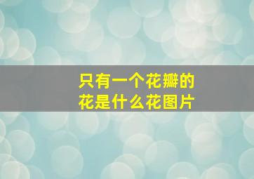 只有一个花瓣的花是什么花图片