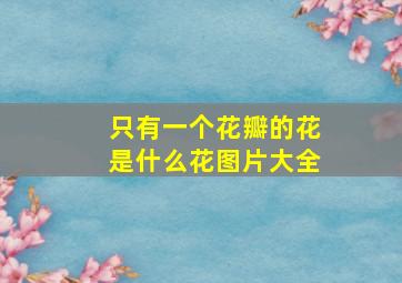 只有一个花瓣的花是什么花图片大全