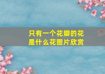 只有一个花瓣的花是什么花图片欣赏