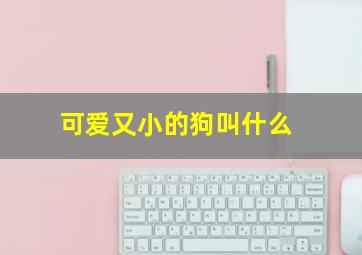 可爱又小的狗叫什么