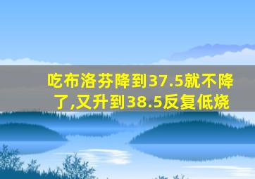 吃布洛芬降到37.5就不降了,又升到38.5反复低烧