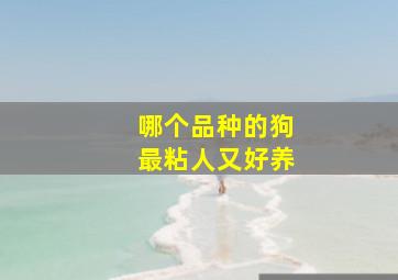 哪个品种的狗最粘人又好养