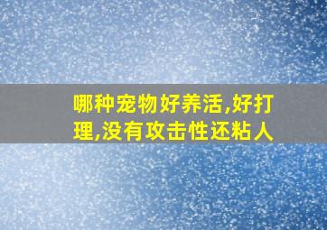 哪种宠物好养活,好打理,没有攻击性还粘人