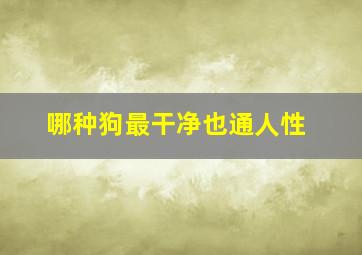 哪种狗最干净也通人性