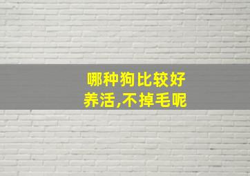 哪种狗比较好养活,不掉毛呢