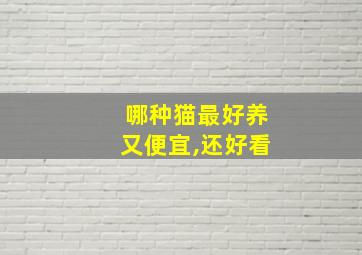 哪种猫最好养又便宜,还好看