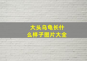 大头乌龟长什么样子图片大全