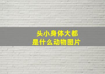 头小身体大都是什么动物图片