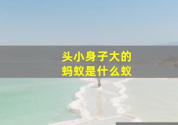 头小身子大的蚂蚁是什么蚁