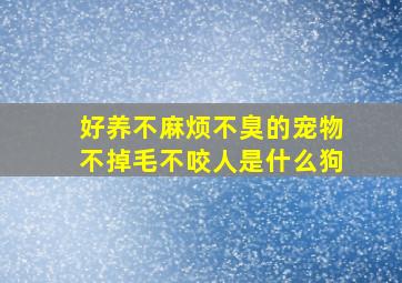 好养不麻烦不臭的宠物不掉毛不咬人是什么狗