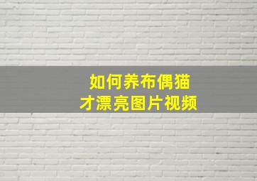 如何养布偶猫才漂亮图片视频