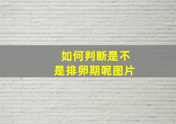 如何判断是不是排卵期呢图片