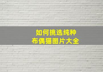 如何挑选纯种布偶猫图片大全