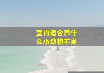 室内适合养什么小动物不臭