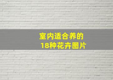 室内适合养的18种花卉图片