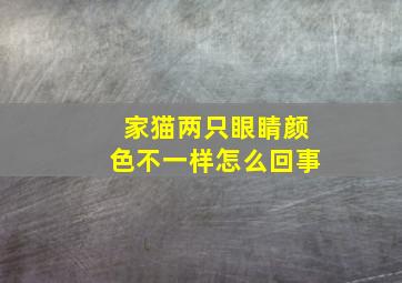 家猫两只眼睛颜色不一样怎么回事