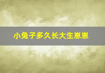 小兔子多久长大生崽崽