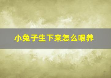 小兔子生下来怎么喂养