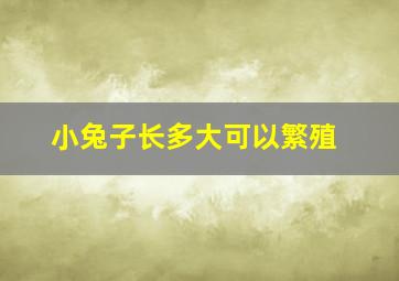 小兔子长多大可以繁殖