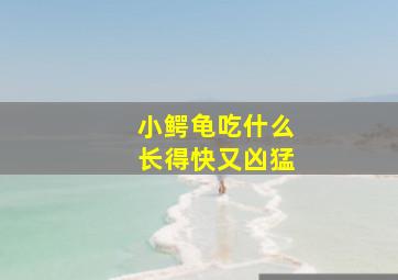 小鳄龟吃什么长得快又凶猛