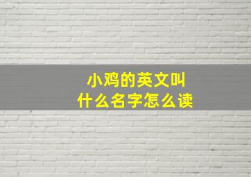 小鸡的英文叫什么名字怎么读