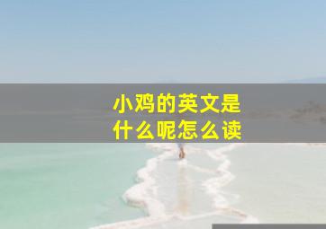 小鸡的英文是什么呢怎么读