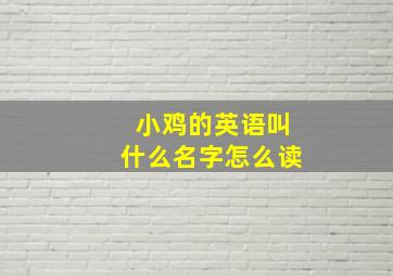 小鸡的英语叫什么名字怎么读