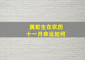 属蛇生在农历十一月命运如何