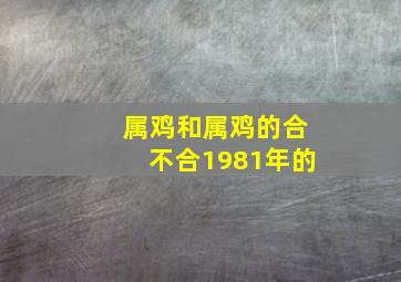 属鸡和属鸡的合不合1981年的