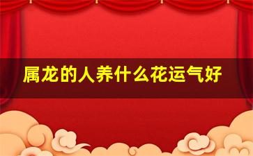 属龙的人养什么花运气好