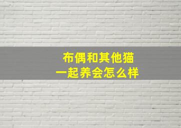 布偶和其他猫一起养会怎么样