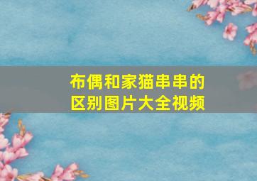 布偶和家猫串串的区别图片大全视频