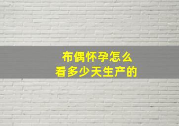 布偶怀孕怎么看多少天生产的