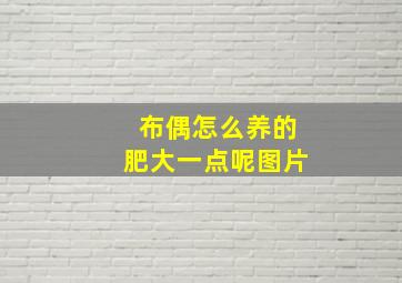 布偶怎么养的肥大一点呢图片