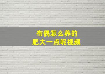 布偶怎么养的肥大一点呢视频