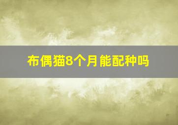 布偶猫8个月能配种吗