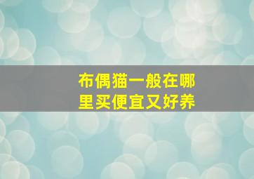 布偶猫一般在哪里买便宜又好养