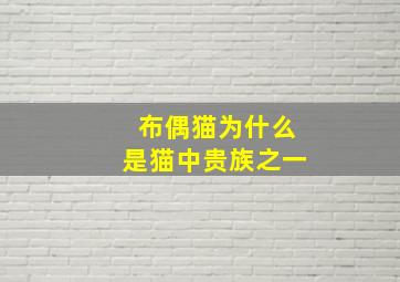 布偶猫为什么是猫中贵族之一