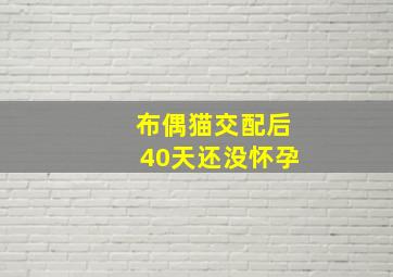 布偶猫交配后40天还没怀孕