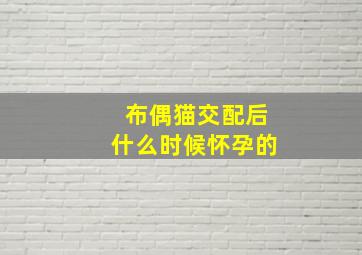 布偶猫交配后什么时候怀孕的